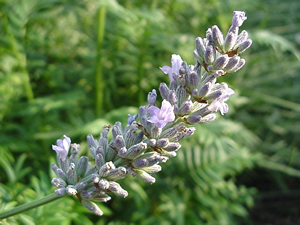 Lavandula angustifolia 